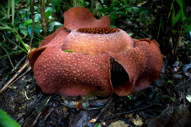 Rafflesia Arnold