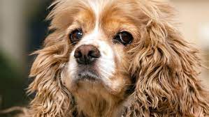 All about American Cocker Spaniel Dog Breed