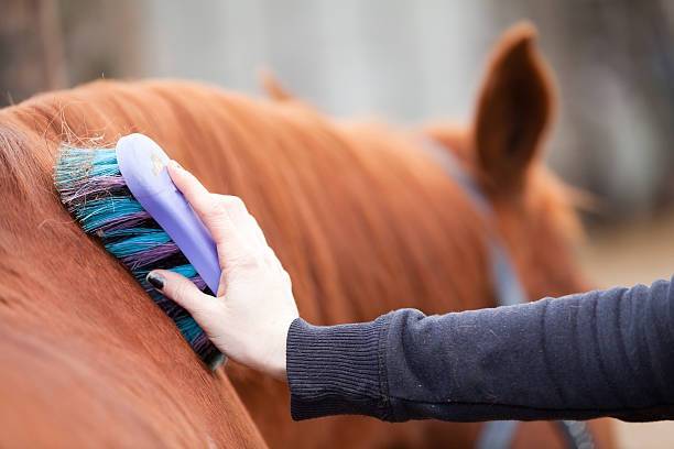 Animal behavior how a stressed horse calms down
