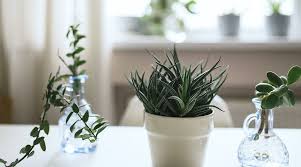 tips to take care of your succulents