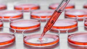 Cell Culture Protein Surface Coating Market Report 2021-26, Size, Share, Growth, Trends and Forecast