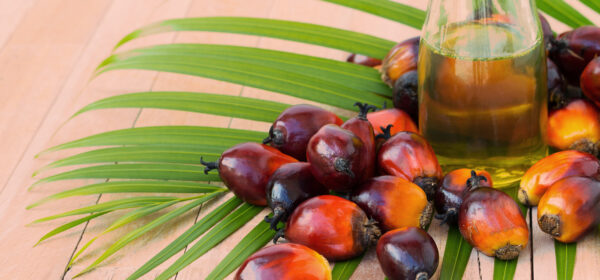 North America Palm Oil Market 2022-2027: Analysis by Industry Size, Demand, Scope and Regional Analysis