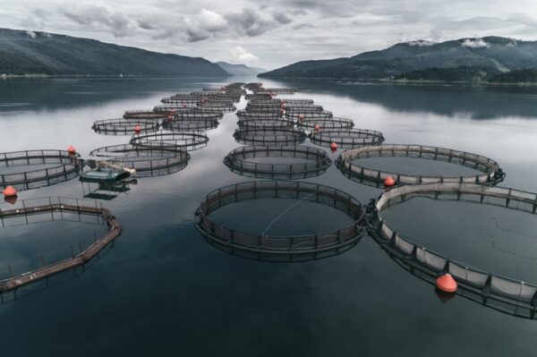 Aquaculture Market Report 2022-27: Size, Share, Demand, Growth And Forecast