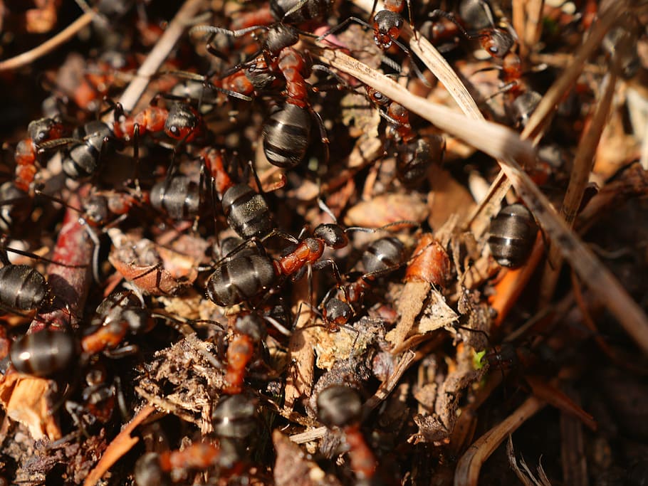 What is Ant food?