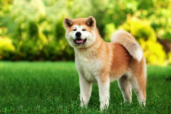 14 Popular Japanese Dog Breeds
