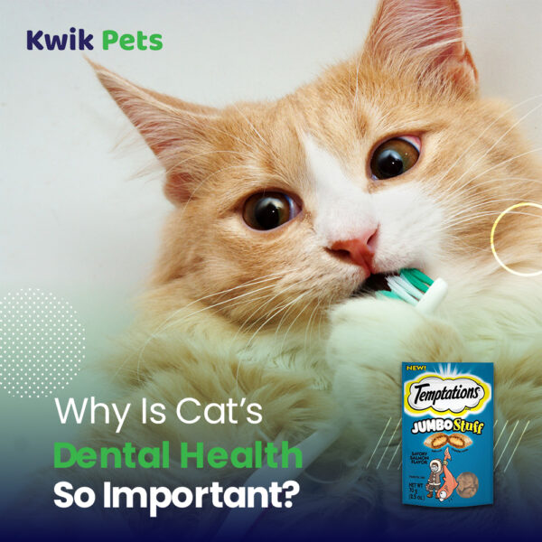 Why Are Cat Dental Treats Required?