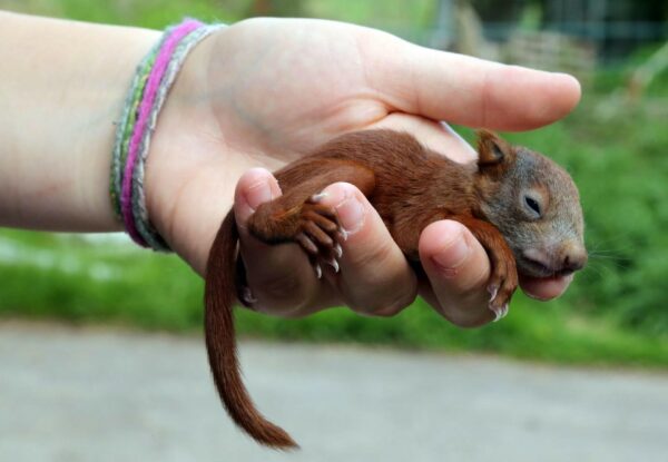 How to take care of baby squirrels fallen from trees after storm