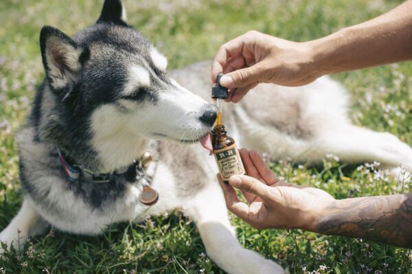 TOP 5 CBD PRODUCTS FOR PETS IN 2022