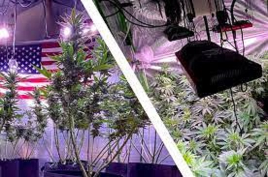 Picking the Right Light for Your Grow Tent.