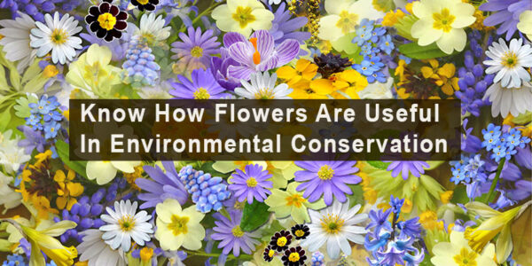 Know How Flowers Are Useful In Environmental Conservation￼