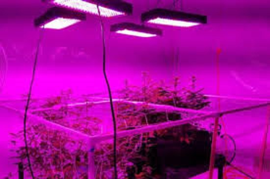 Picking the Right Light for Your Grow Tent.