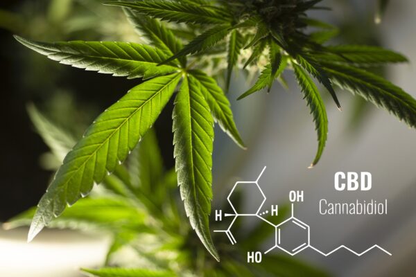 Top 5 Cannabis Tinctures In 2022