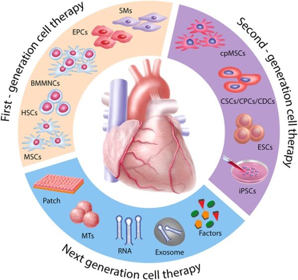 STEM CELL THERAPY IS A NEW AND EXCITING WAY TO TREAT MUSCULAR DYSTROPHY