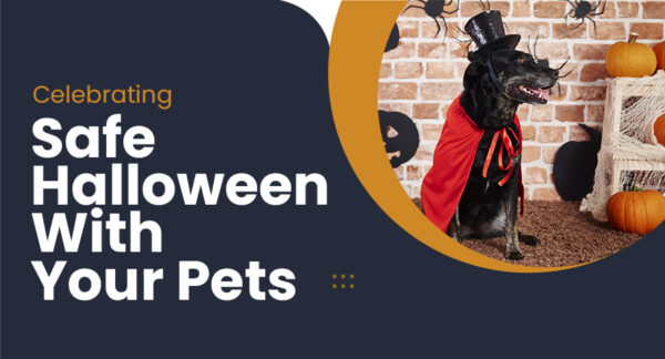 Celebrating Safe Halloween With Your Pets