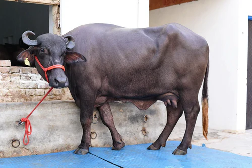 Important Things to Consider When Buying Buffaloes