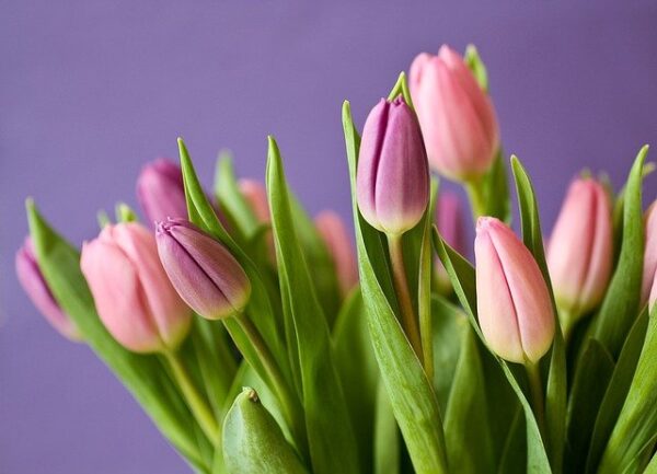 About Tulips in Plain Words