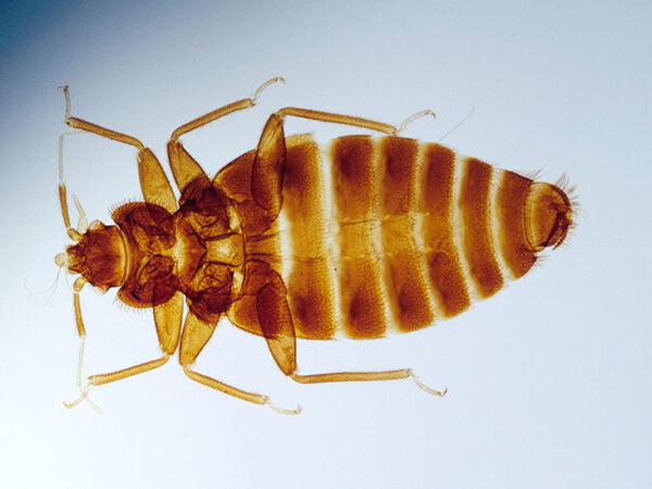 Best Bed Bug Control Tips
