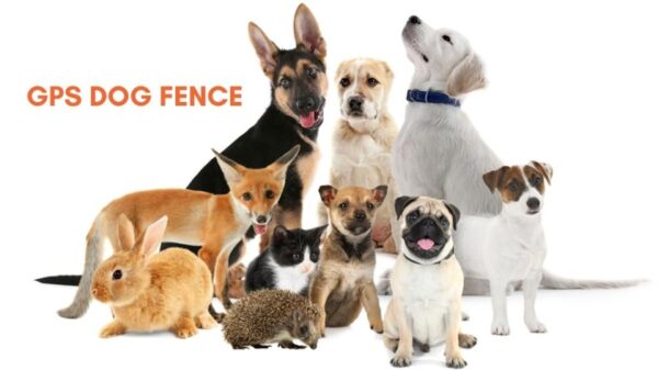 Best Wireless GPS Dog Fence Systems for All Types of Pets: What to Know Before Buying