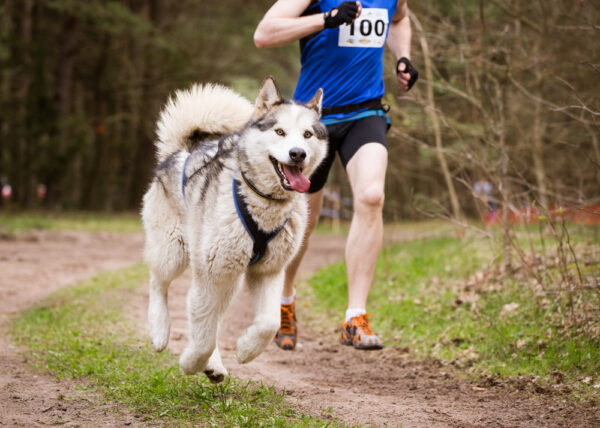 How to Get Your Husky to Exercise